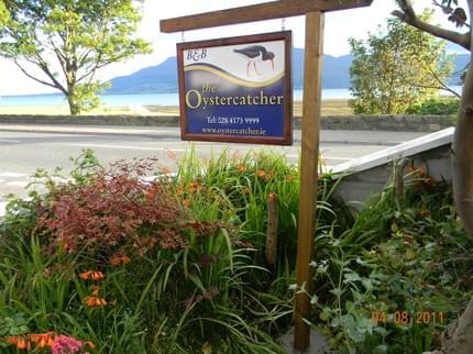 OYSTERCATCHER ROSTREVOR