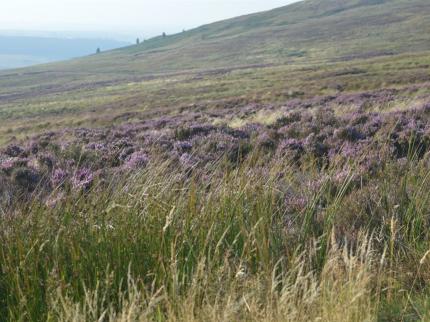 BORDER HOUSE B B ALLANGILLFOOT LANGHOLM