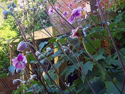 BAY TREE B B BLO NORTON DISS