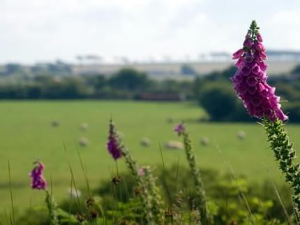 ST TINNEY FARM HOLIDAYS CAMELFORD